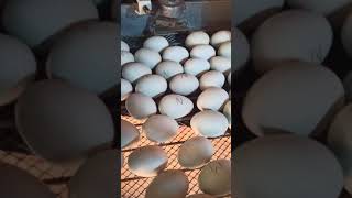 incubando huevos sin colesterol