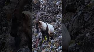 Most Beautiful Mountain &amp; Noble Goat | Darood Pak 4K #nature #egzonibrahimi #darood #relaxing #fyp
