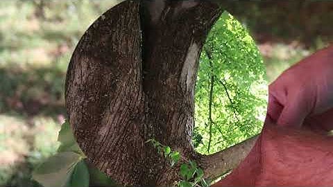 Red maple (Acer rubrum) - Plant Identification