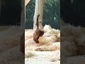 Fun Games for Baby Orangutan #shorts#orangutans#funnyvideo#funnyanimals