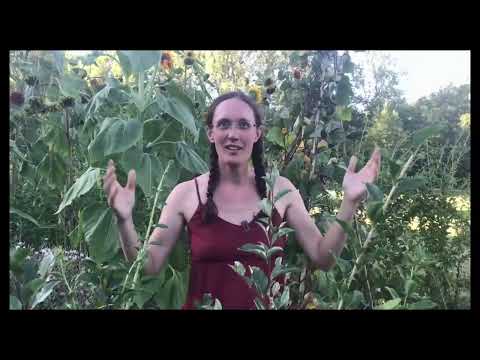 Conférence d'Anaëlle Thery - Syntropie, revenir dans le sens du vivant et de l'abondance