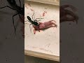 Tiny Ant vs Baby Rat — Nature’s Harshest Survival Battle 🐜🐀
