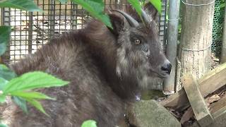カモシカかわいい❤ Cute Japanese serow 【Cute animal videos】
