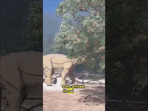 Video Incendio a San Marco in Lamis, coinvolto anche il Parco dei Dinosauri