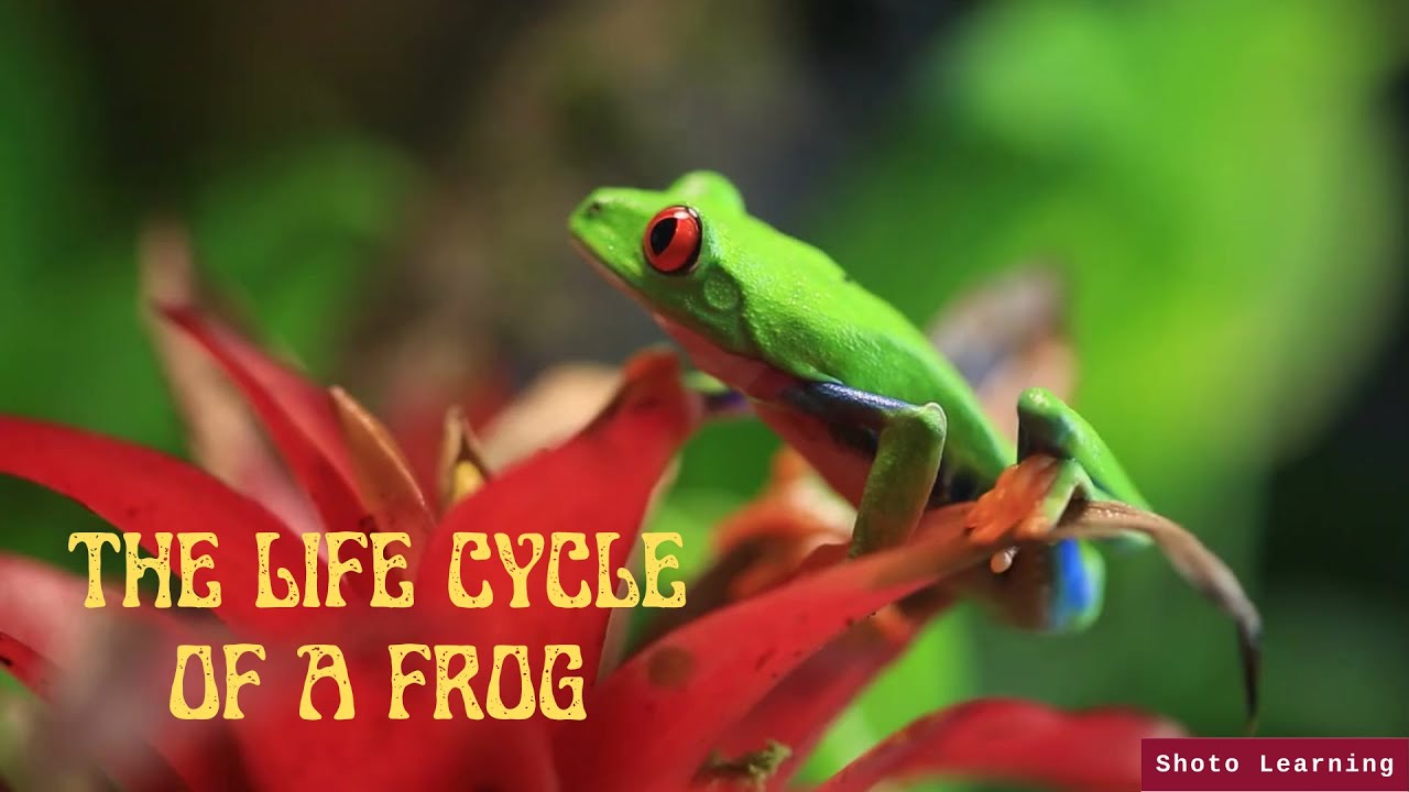 Interactive PowerPoint Presentation on the Life Cycle of a Frog (PDF ...