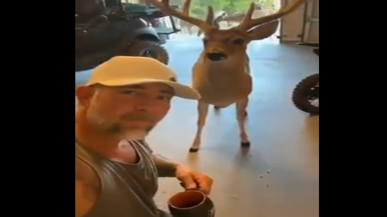 deer comes in the house TIK TOK Video goes viral YouTube