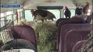 Woman pleads guilty after dozens of animals found living in broken-down school bus in Adams Count...