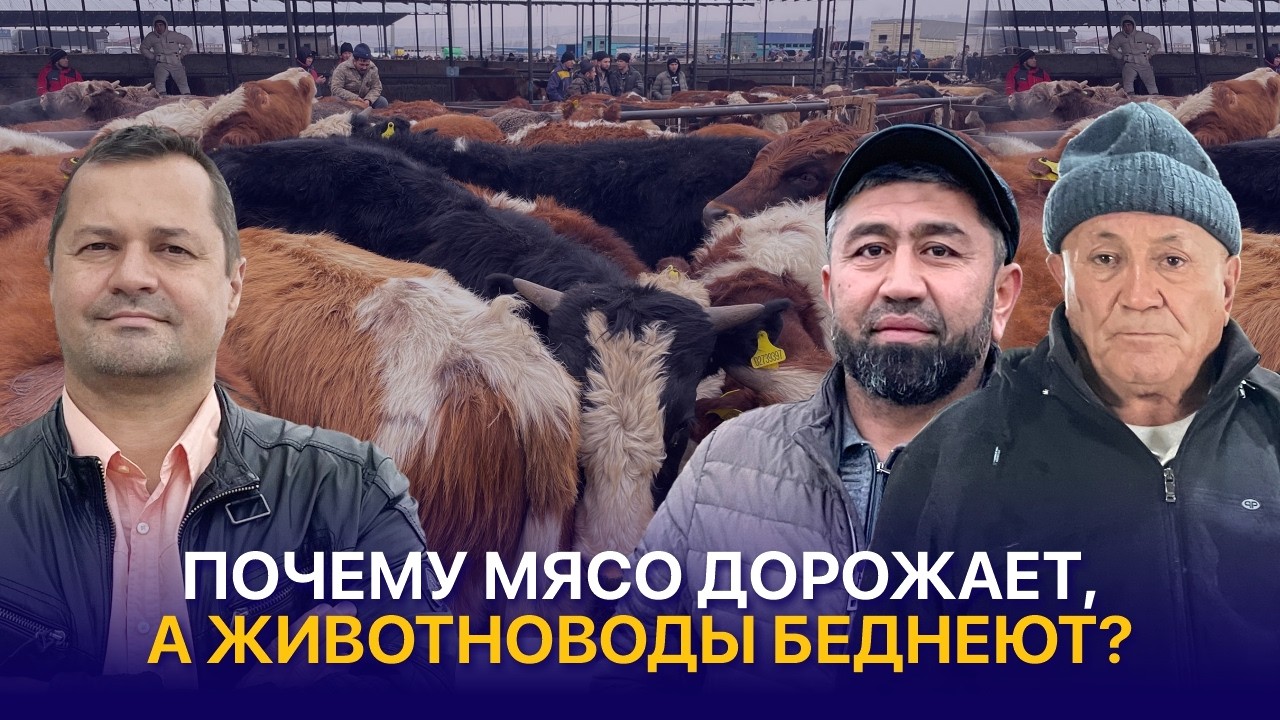 Рост цен на мясо — кто заплатит больше всех?