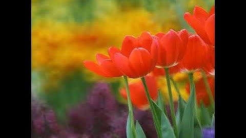القارئ عبدالعزيز الزهراني سورة الانسان {باداء عراقي حزين بجودة عالية }☆♤♡♧