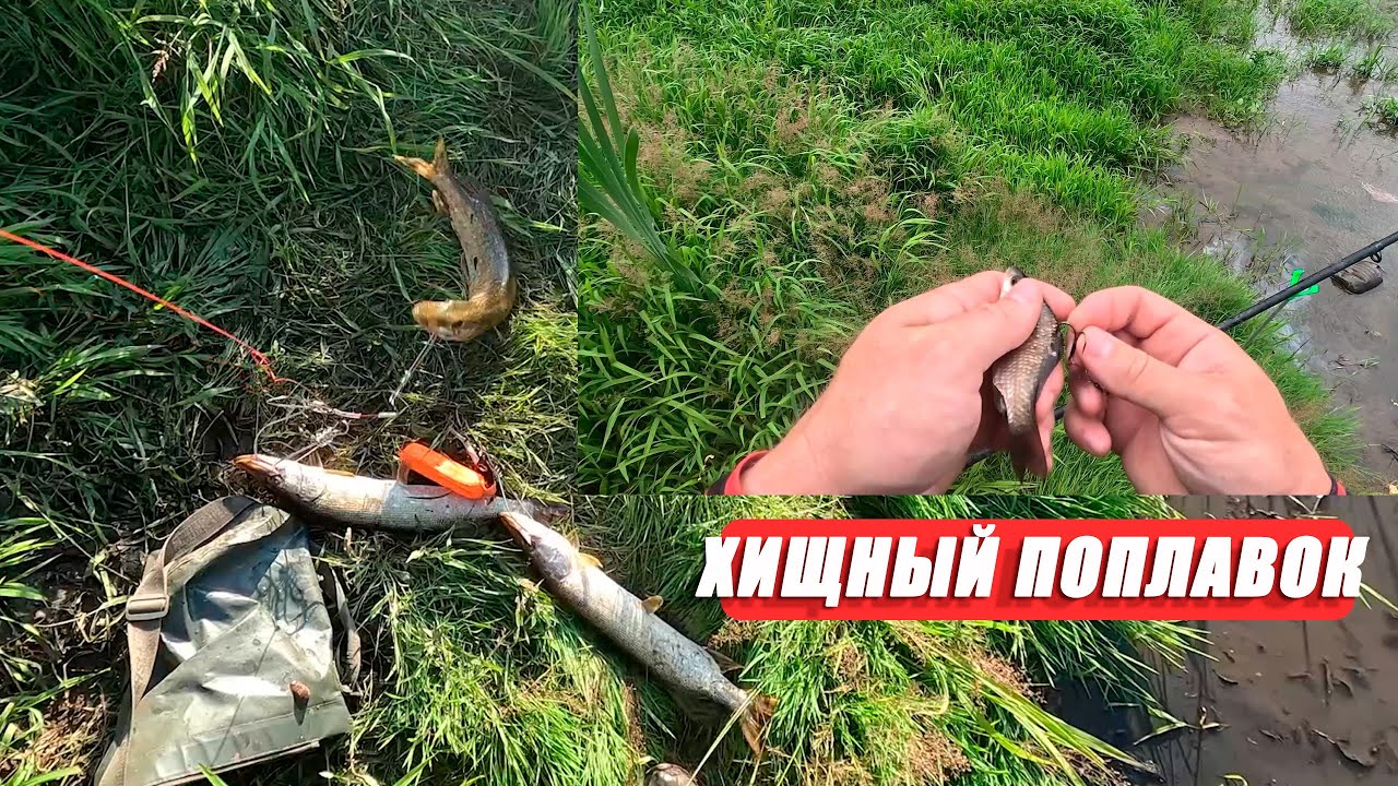 Щука на живца летом — лучший способ ловли! Хищный поплавок рулит