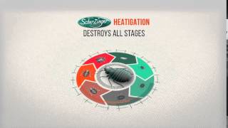 How to kill bed bugs | Scherzinger Pest Control