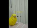 どうしても親を食べたい関西弁のトリ