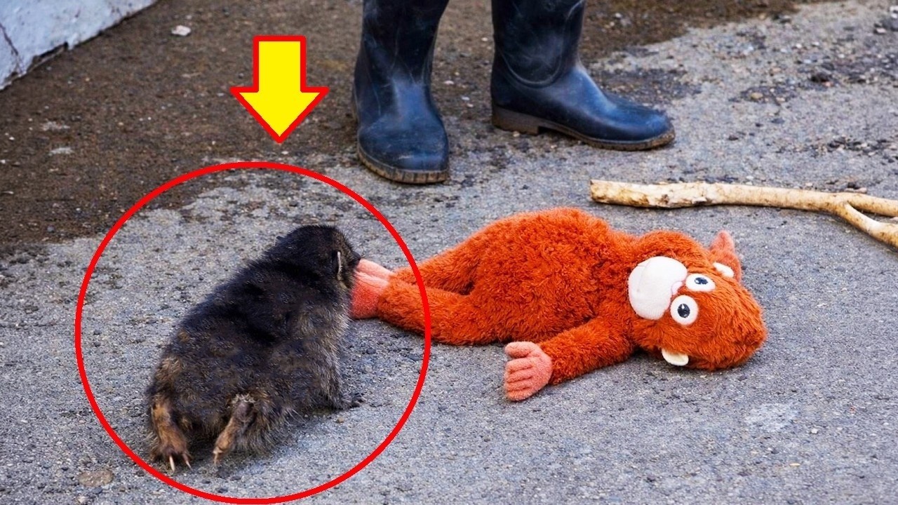 Who Does Baby Monkey Punch Love More? Mama Ora or His Keeper? 🐒💛