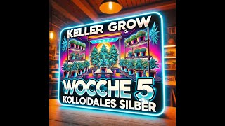 Keller Grow Woche 5 mit unserer kleinen Dörte sie wird geimpft und Wechsel des Zyklus auf 12/12