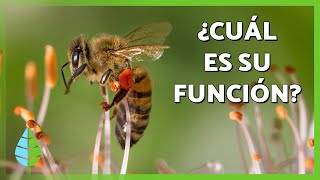 What is the FUNCTION of BEES in NATURE? 🐝 | Queen Bee, Worker Bees, and Drones 💛