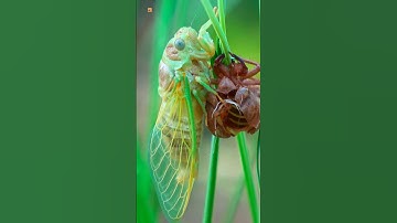 Thumbnail of Cicada Sounds ( Lyristes plebejus ) (1)