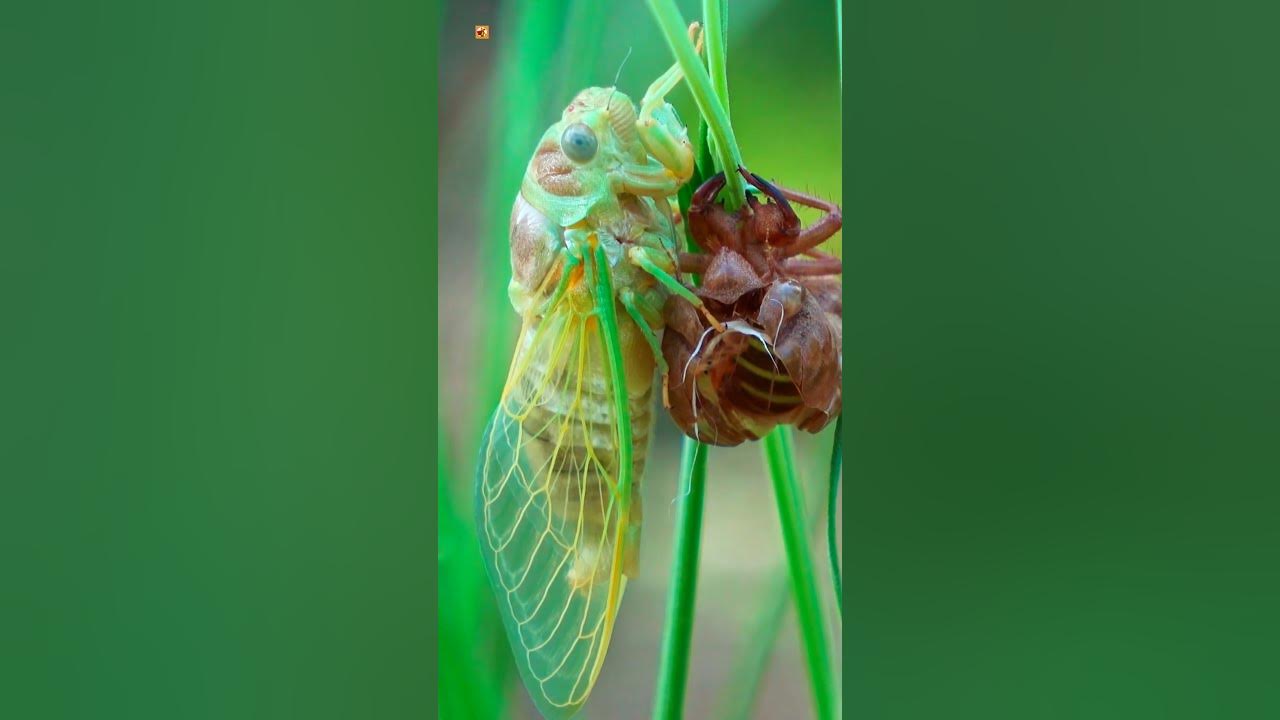 Cicada Sounds ( Lyristes plebejus ) (1)