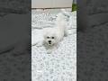 사랑이 촬영거부 🐾 #강아지 #dog #shorts #pets #bichonfrise