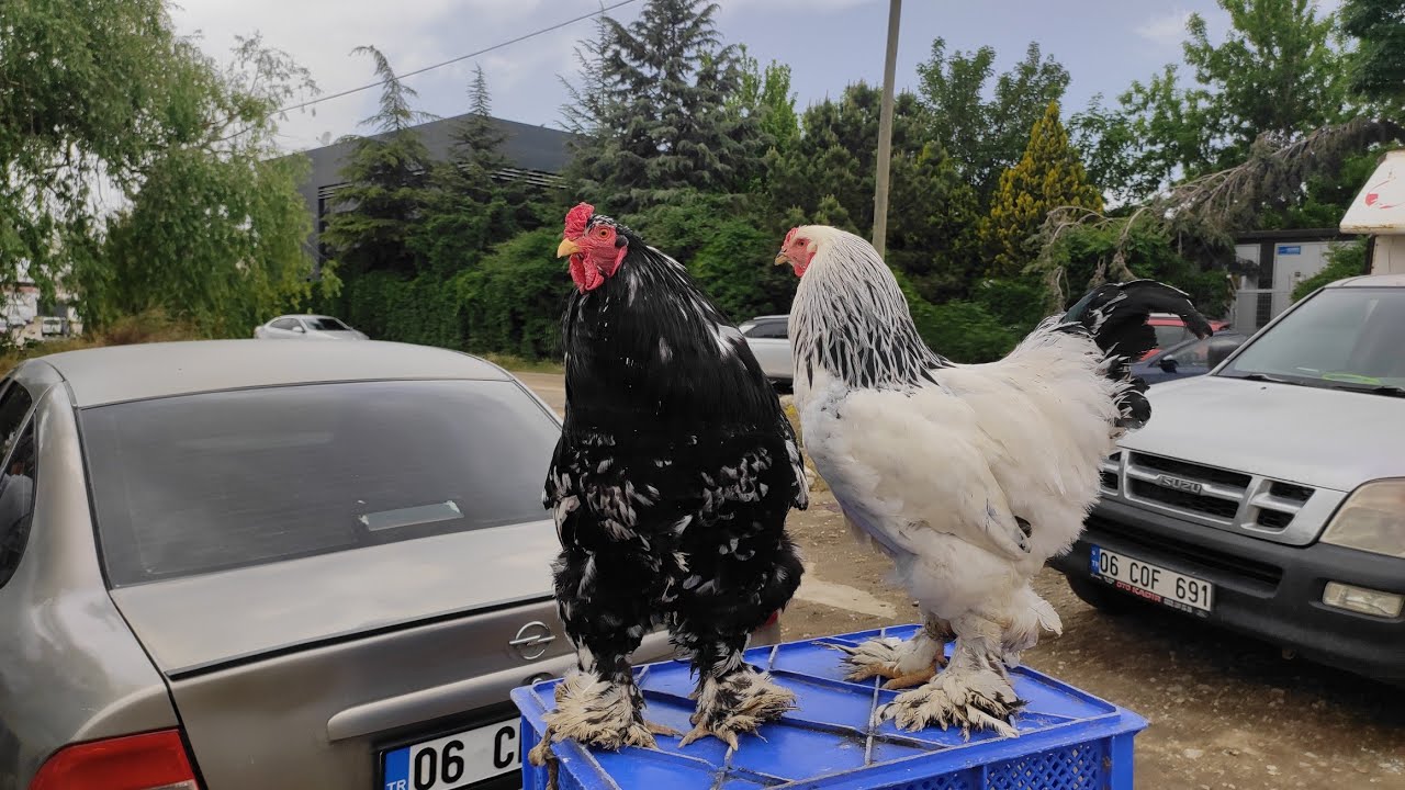 ANKARA ÇUBUK TAVUK PAZARI 🐔 23.05.2024
