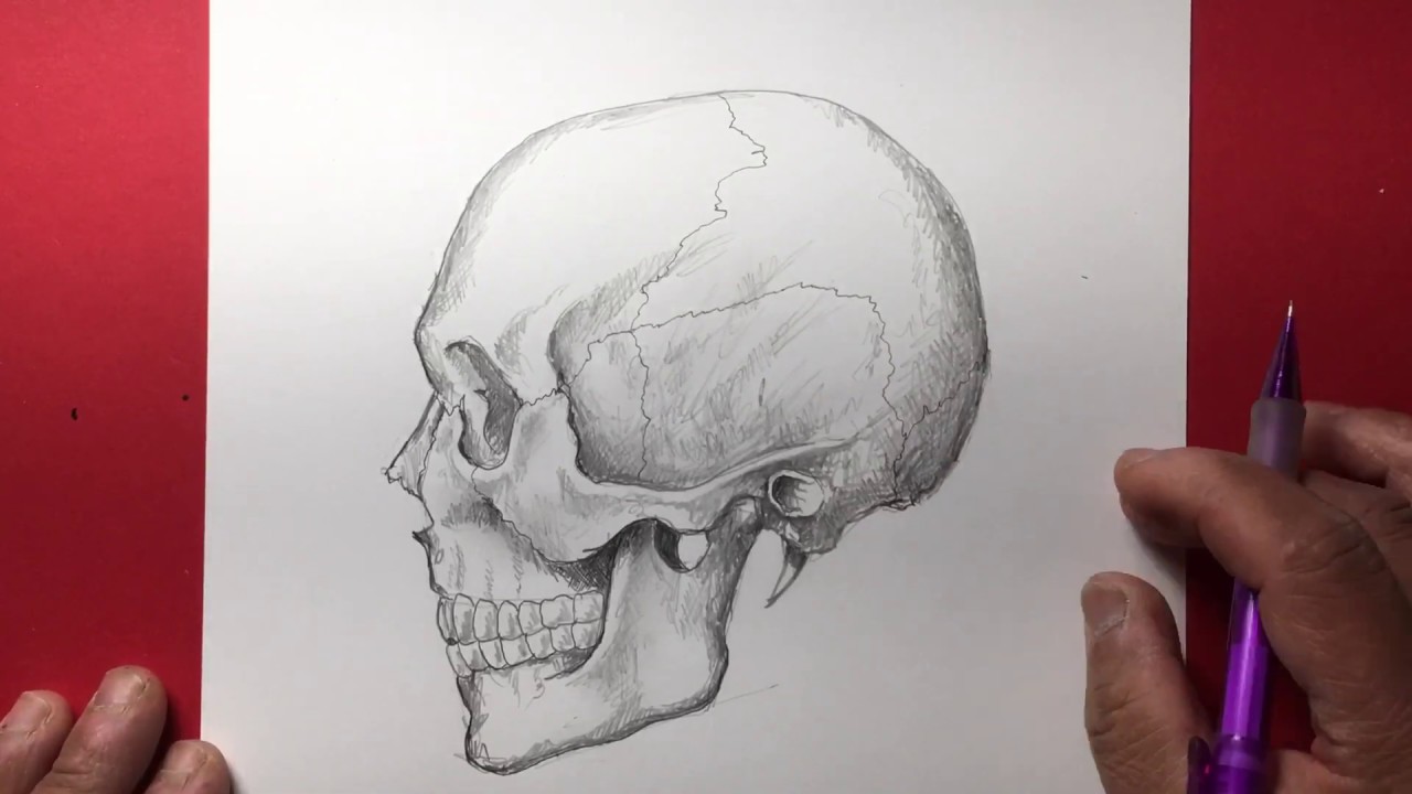 How to Draw the Human Skull - YouTube