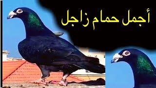 -حمام زاجل رائع وجميل(أجمل حمام زاجل - حمام السباقات)//Racing pigeons.