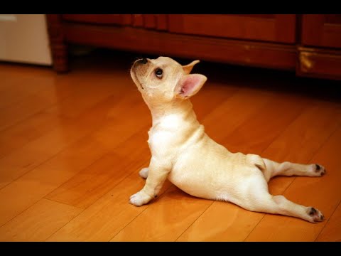 Funny Yoga Fails - Compilation #1