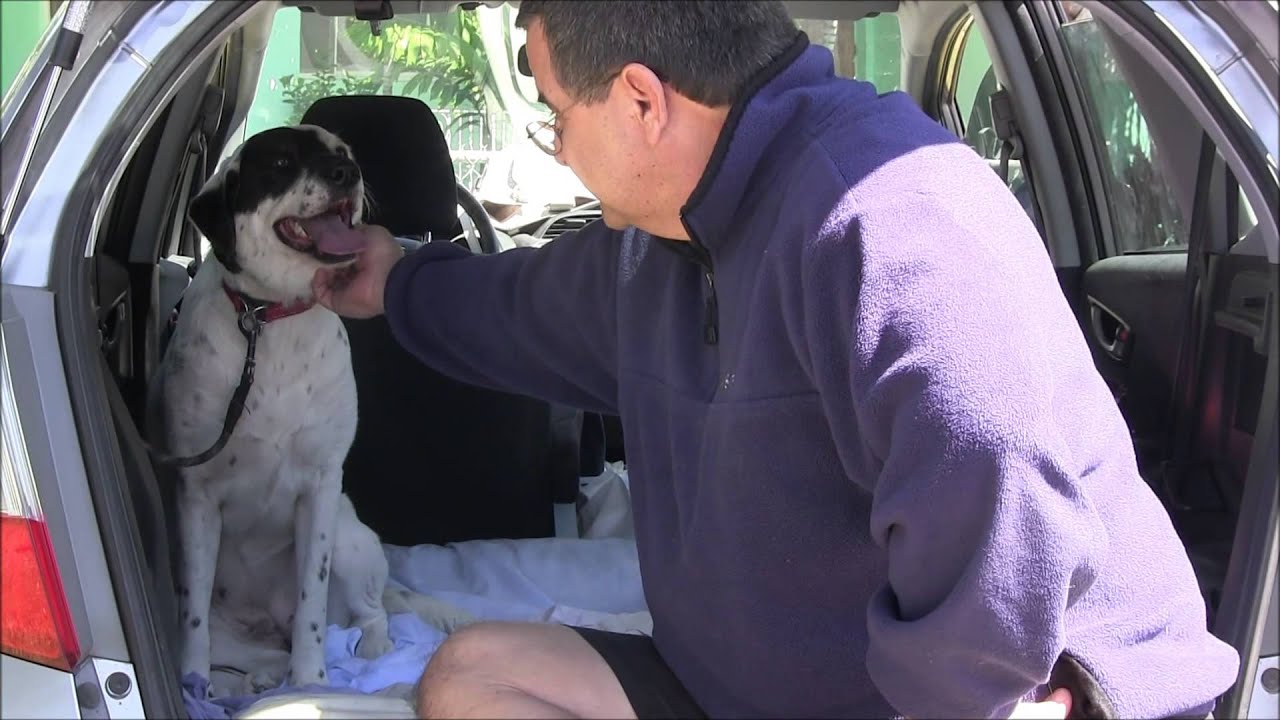 FEAR AGGRESSIVE DOG Border Collie severely ATTACKS PEOPLE Red Zone