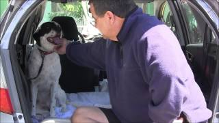 FEAR AGGRESSIVE DOG- Border Collie severely ATTACKS PEOPLE- Red Zone ( Part 2 )