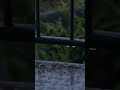 Peaceful Rainfall for Deep Sleep