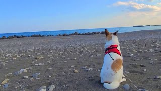 美少女犬と海岸を散歩 Walking along the coast with a beautiful girl dog by 小鉄チャンネル 146 views 2 years ago 2 minutes, 49 seconds