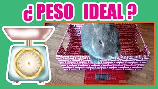 Controla el peso de tu conejo - YouTube