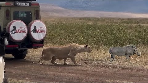 lioness attack warthog catching it bite the neck video 