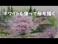 【透明水彩画】ホワイトも使って桜を描く