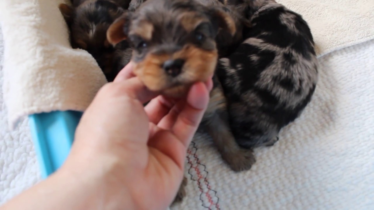 yorkshire terrier merle