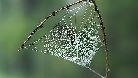 how to make spider webs in blender 2.8 tutorial
