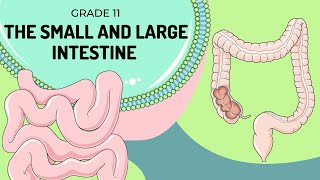 The Small and Large Intestine | Easy to understand