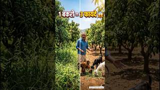 1 बकरी = 3 फायदे 😱 | Zero Cost Farming Trick #smartfarming #farmingtips #goatfarming