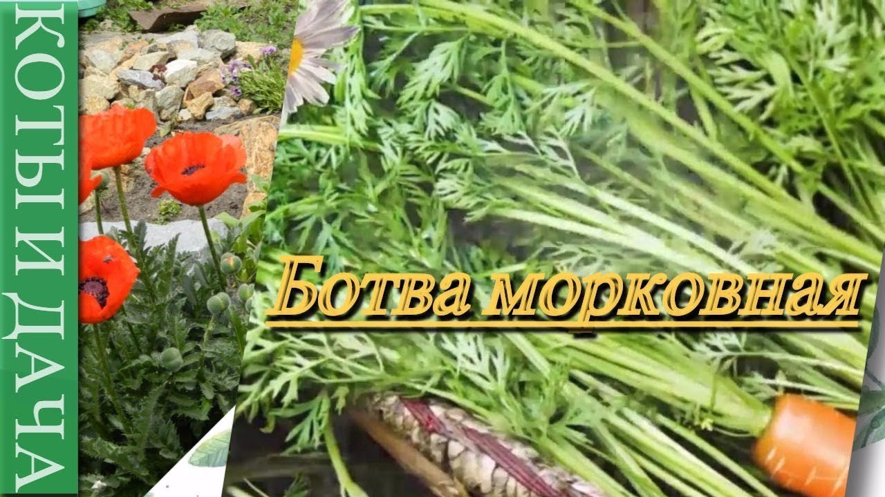 морковная ботва рецепты приготовления