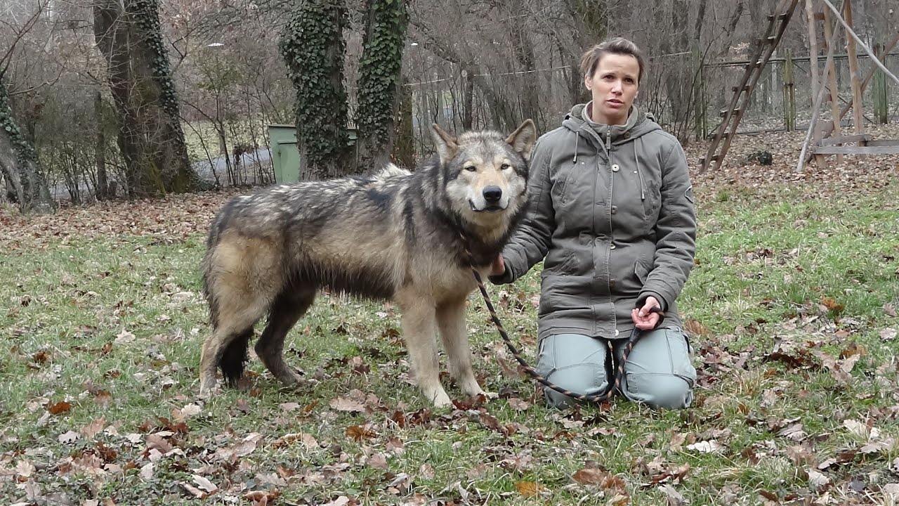 A farkas - Újvári Dóra előadása a farkasról