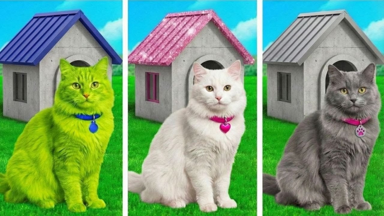 Мы построили домик для наших кошек! Удивительные трюки и поделки!