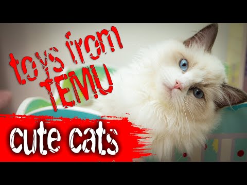 Unboxing Cat toys from TEMU !