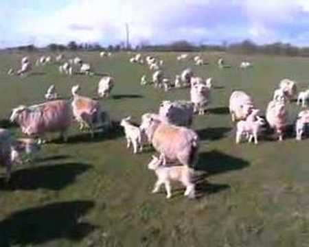 Mint Sauce - lambs on romney marsh kent uk