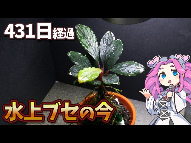 14か月経過】ブセファランドラ水上育成の紹介 - YouTube