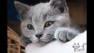 Голубой британский котик Okti. Из питомника Silvery Snow Голубой британский котик Okti. Из питомника Silvery Snow