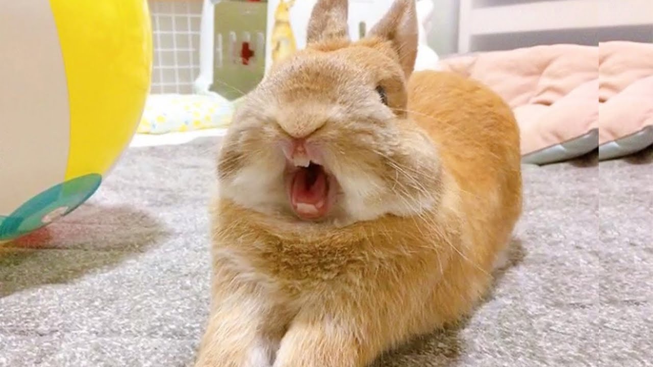 Funny Baby Bunny Rabbits | Funniest Rabbits With Funny Moments ...