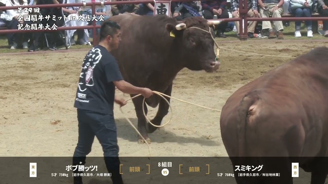 8組目 ボブ勝ッツ! VS スミキング 第29回全国闘牛サミットin久慈大会