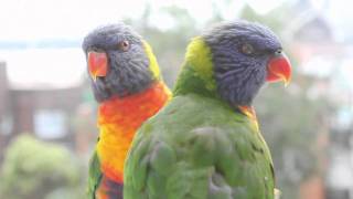 Rainbow lorikeets kissing