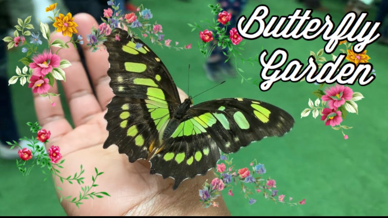 Philly Flower Show Butterfly Garden Tour Things to Do in