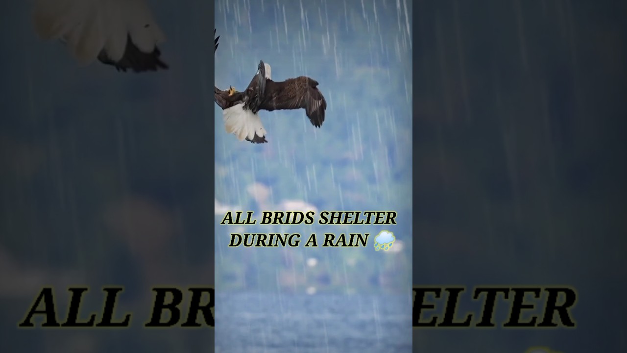 best life eagle 🦅 attitude life// 