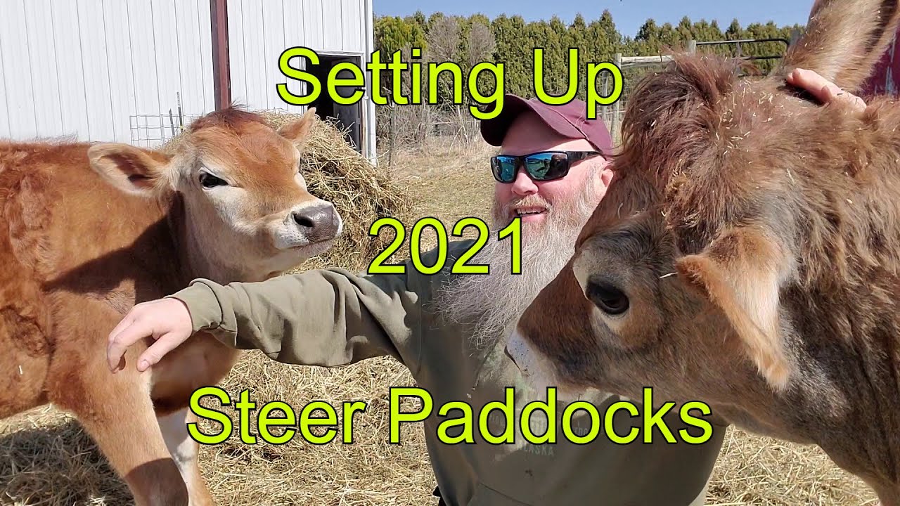 Jersey Steers Setting Up 2021 Pasture And Paddocks YouTube